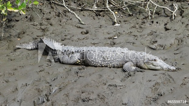 Bild på Crocodylus acutus